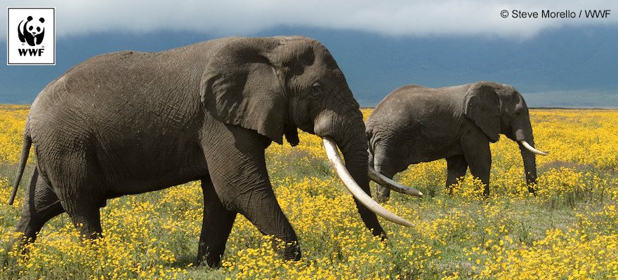 WWF's tweet photo. Today is #InternationalBiodiversityDay and here is why it should matter to you #IBD2017 https://t.co/k1NSSXmcRW https://t.co/FaHlSG8sZC