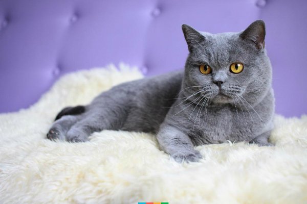 kormotechsocial's tweet photo. Як правильно фотографувати улюбленців: 5 порад
https://t.co/iS4g0yS6qi
#Kormotech #we_love_pets https://t.co/GSpXwTpRgO