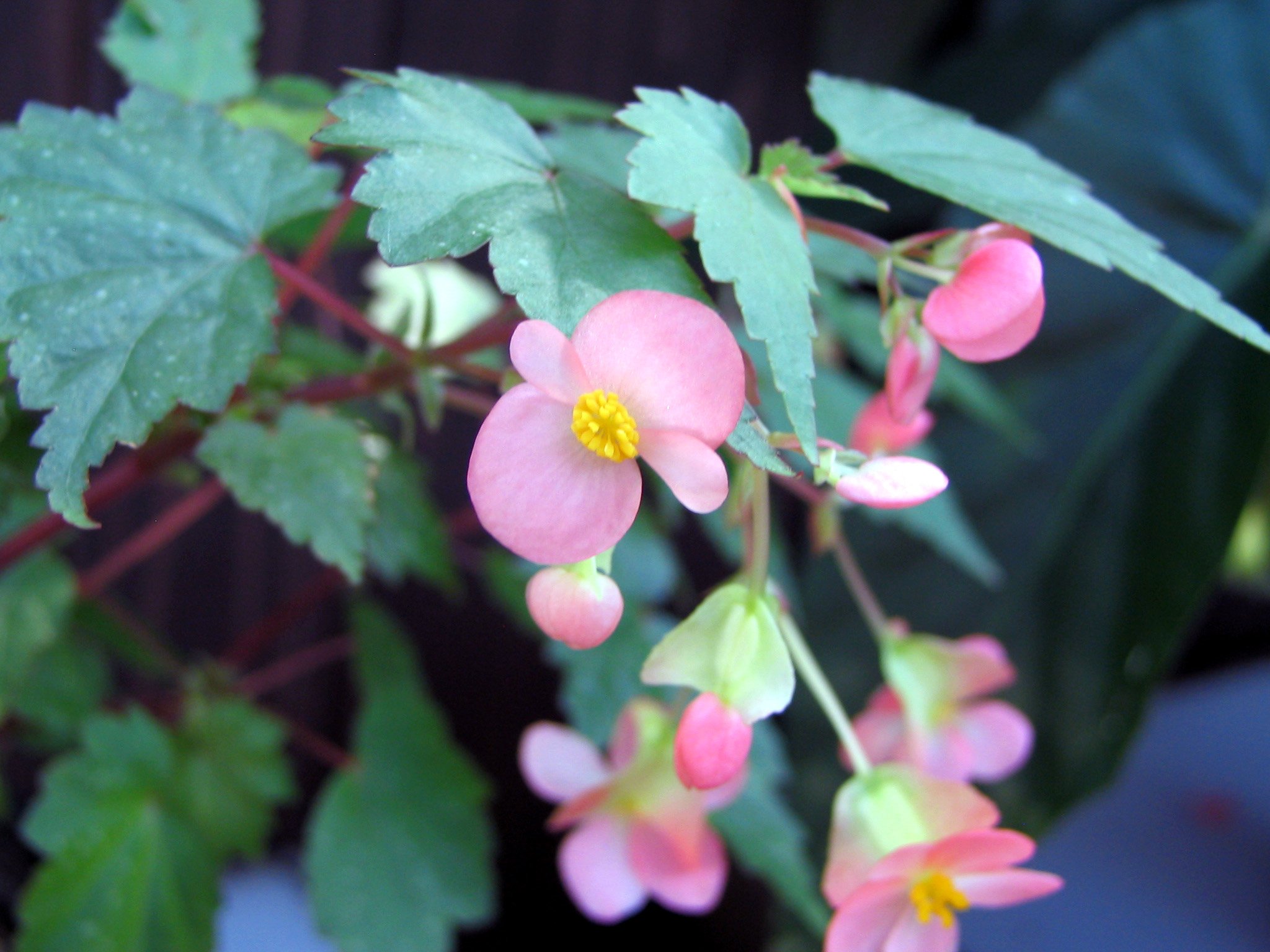 よしだ2号 Begonia Pink Shower ベゴニア ピンク シャワー は過去の雄姿 は先日の作業 36穴のセルトレイにパーライトと鹿沼の混合土を用いてサザーランディイ ウエルトニエンシスと共に挿し木 手柄の販売苗の予定 詳細 T Co よしだ2号 Begonia Pink Shower ベゴニア ピンク シャワー は過去の雄姿 は先日の作業 36穴のセルトレイにパーライトと鹿沼の混合土を用いてサザーランディイ ウエルトニエンシスと共に挿し木 手柄の販売苗の予定 詳細 T Co