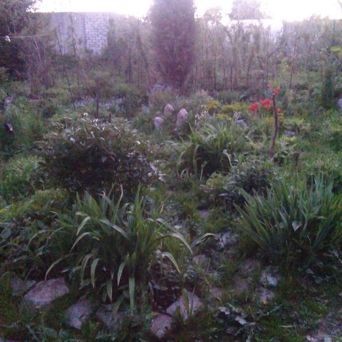 MRNChg's tweet photo. @ABELL_1689 #Сумерки #горка #весна #незабудки #ivning #spring #мойсад #my_garden. #лепестки #лепесткопад #садыцветут https://t.co/oKGOgUmyA5