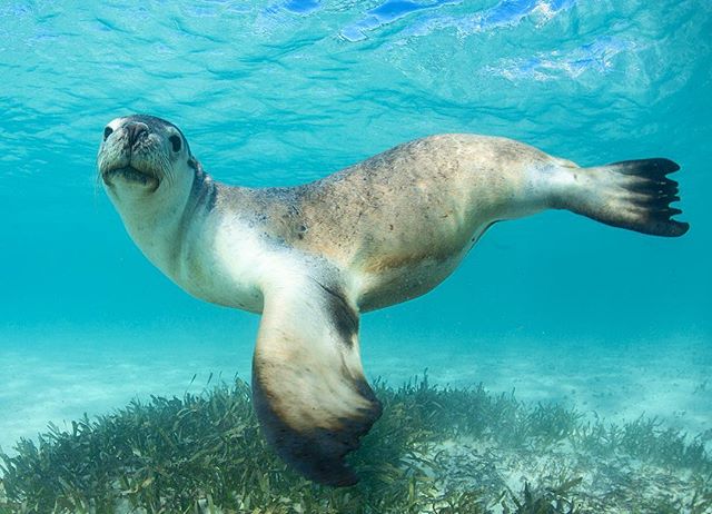 Australia's tweet image. "This is definitely my best side, don't you think?" (via IG/sealife_differently at @thecoralcoast)