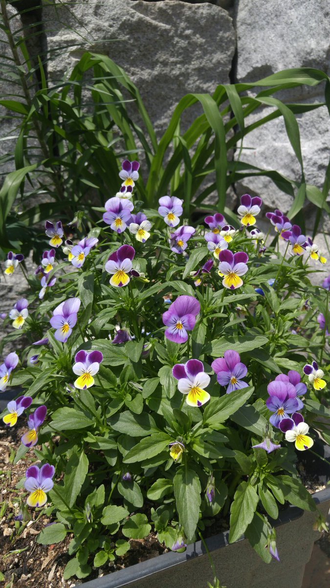 어느 누가 너를 어여쁘다하지 않겠니.