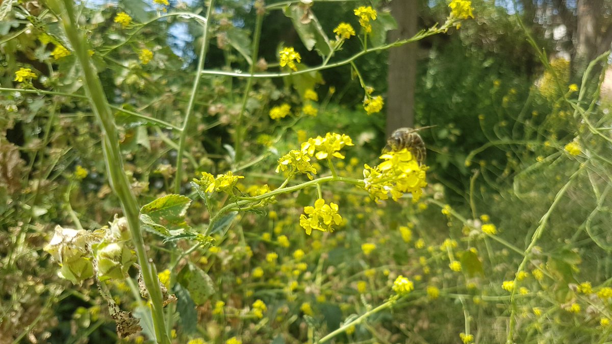 Just moved out of dense housing and into this park/scrubland that's full butterflies, bees, dragonflies and feeding birds.. #MyBarcelona