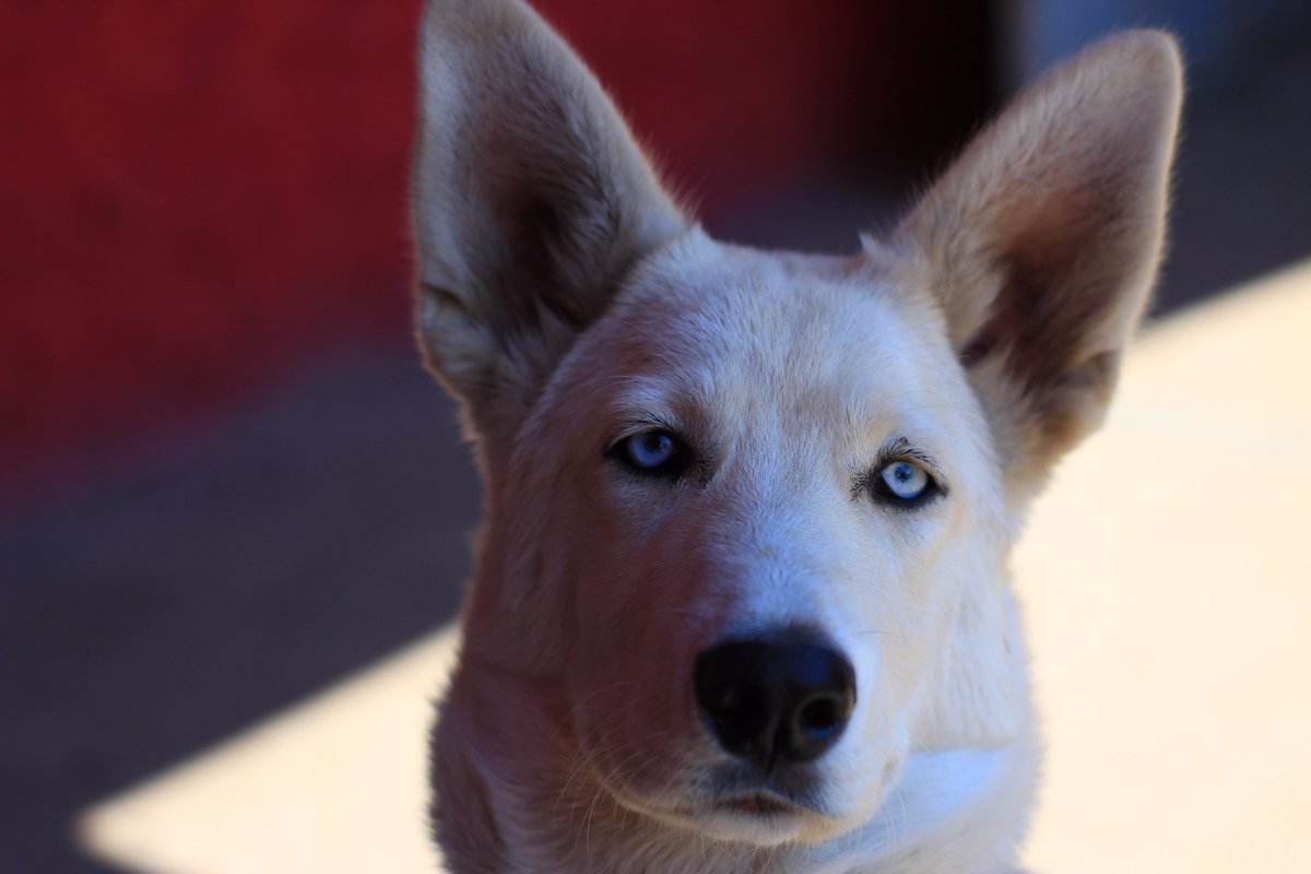 IavorKolev's tweet photo. My dog "Rio" just turned 5 months :)
#Dog #White #Siberian #Husky #HuskyPride #Wolflike https://t.co/lgxU0LBV51