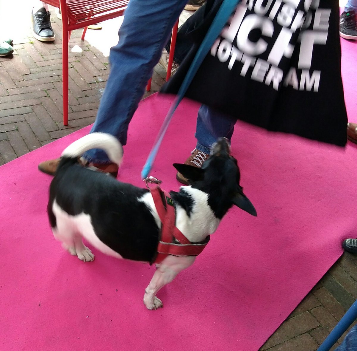 Dogparade010's tweet photo. Kleine Tony uit 2e afl v onze serie #DOGTV010 deed ook mee! #Dogparade010 #DOGTV010 #DogsOfRotterdam #RotterdamDogs @openrotterdam 😀👍🐶❤ https://t.co/BRRE6qBoN0