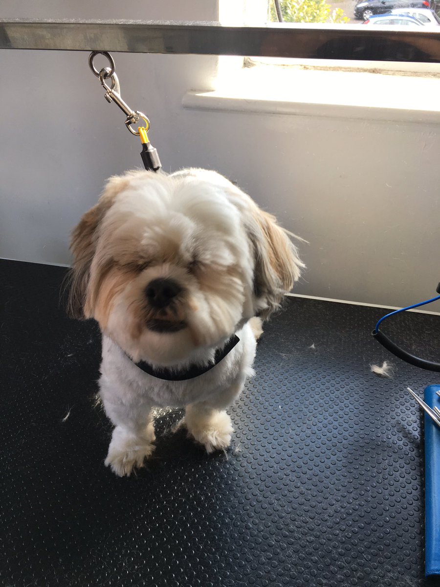 Shellspetcare's tweet image. Molly @ the pooch spa room ✂️🐶