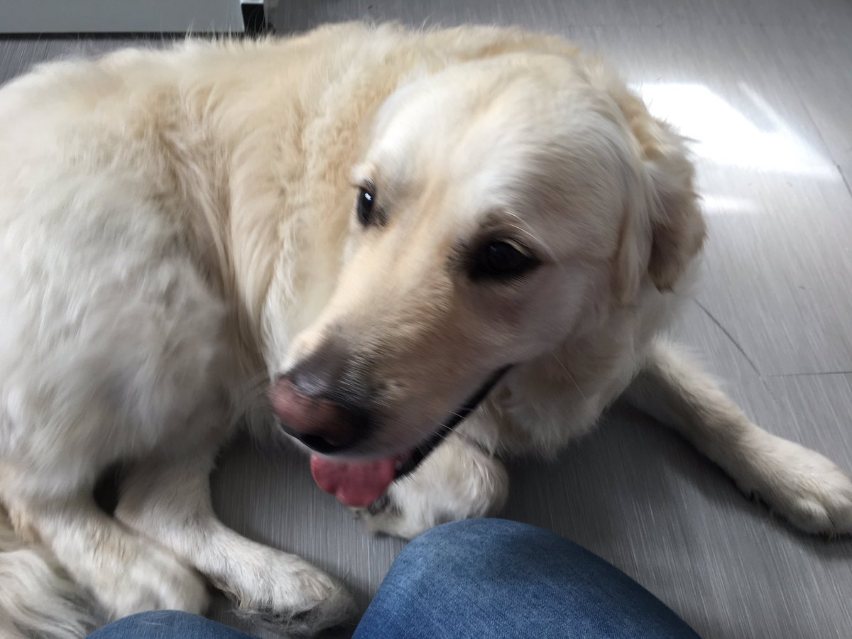 Shellspetcare's tweet image. Leo @ the pooch spa room 🐶