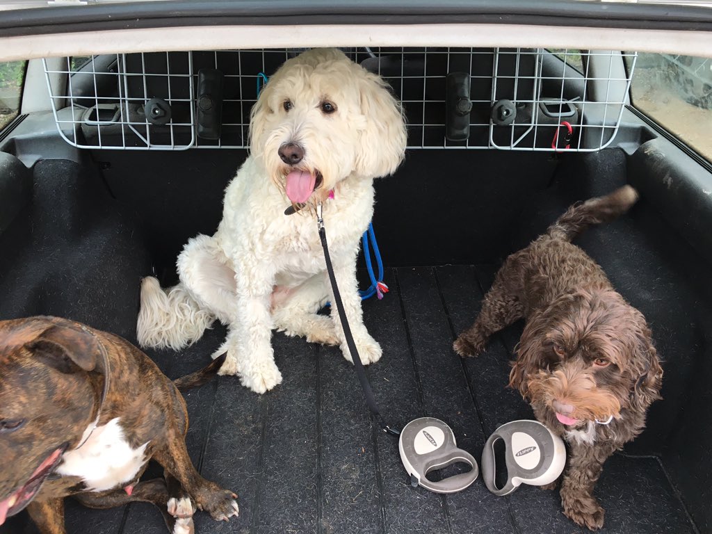 Shellspetcare's tweet image. Suzi n coco - dog boarding with Lenny 🐾