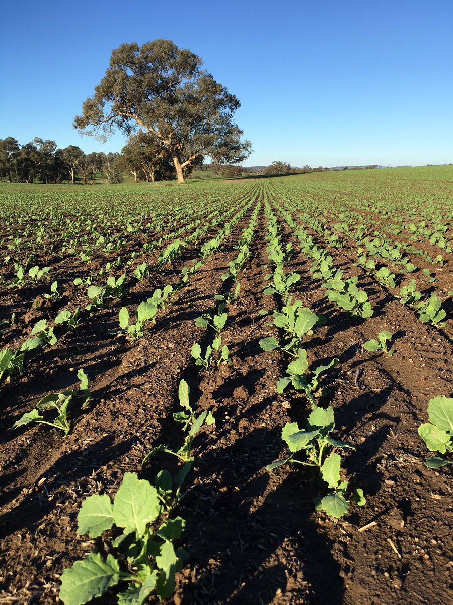 grassrootsag's tweet image. New JD disc seeder on 7.5" rows getting crops up with precision. 160/m2 wheat, 44/m2 canola &amp;amp; 32/m2 plants lupins. @ScholzFarming #cropcomp