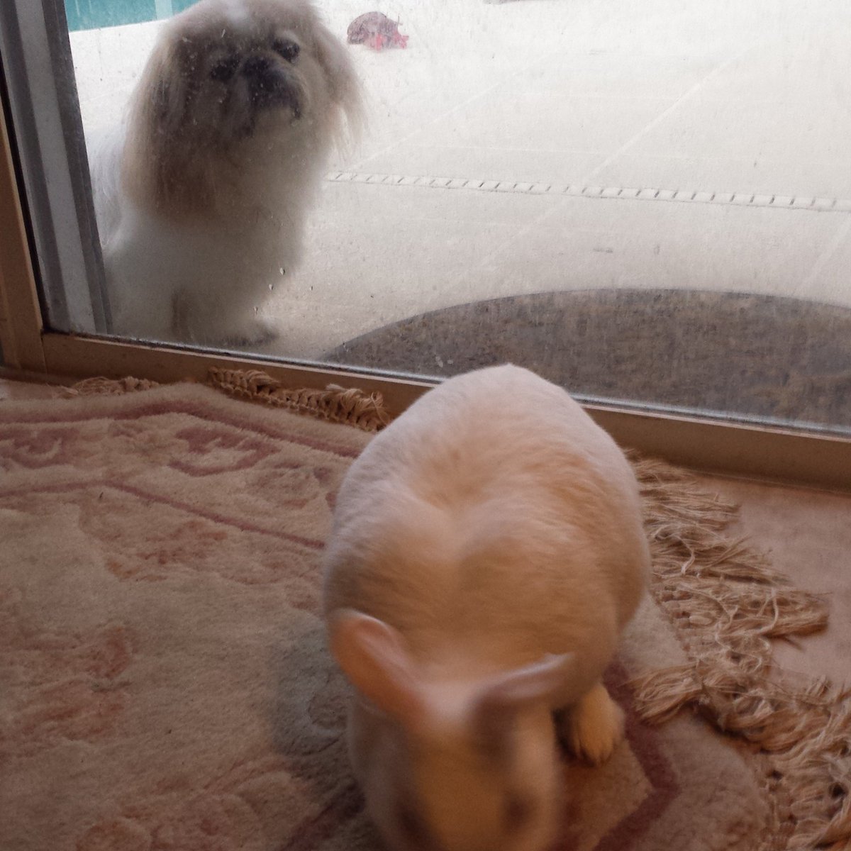 MixedAnimals tweet picture