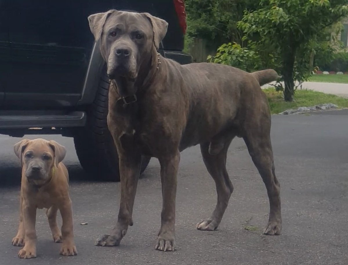 formentino cane corso