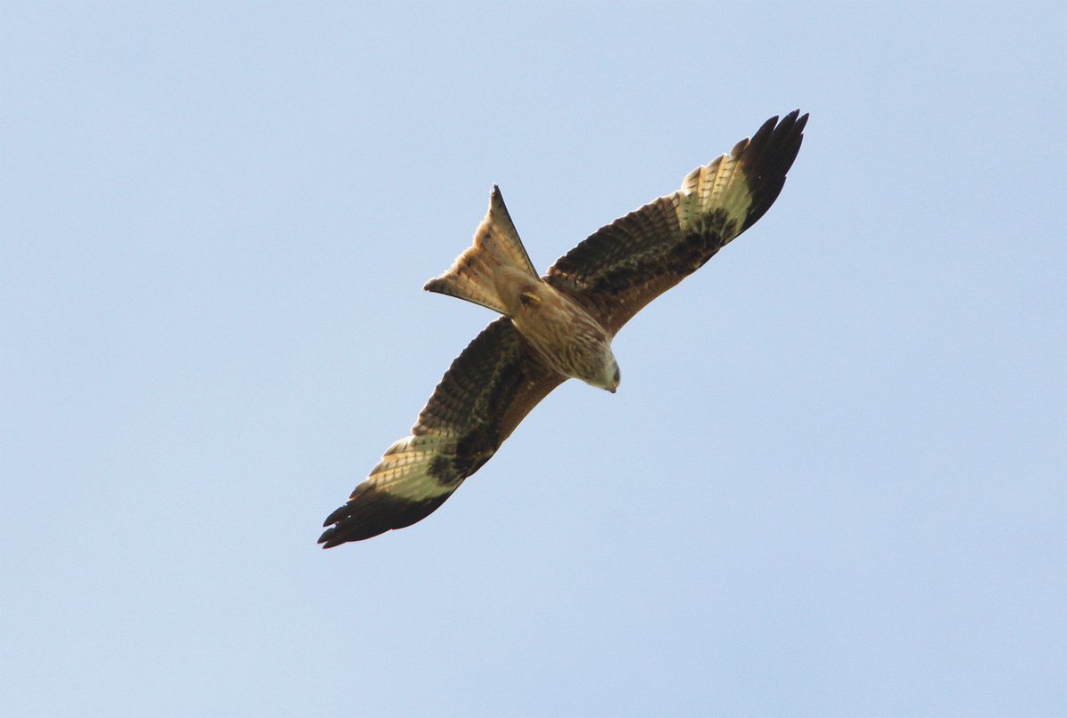 Leostoff's tweet photo. @SWTBroadsWarden the Red Kite over Carlton Marshes on Sunday 21st May 2017. https://t.co/68TjZdgOQr