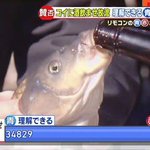 まさに故意？鯉に酒を飲ませる行事がまるでサークル新歓の大学生!