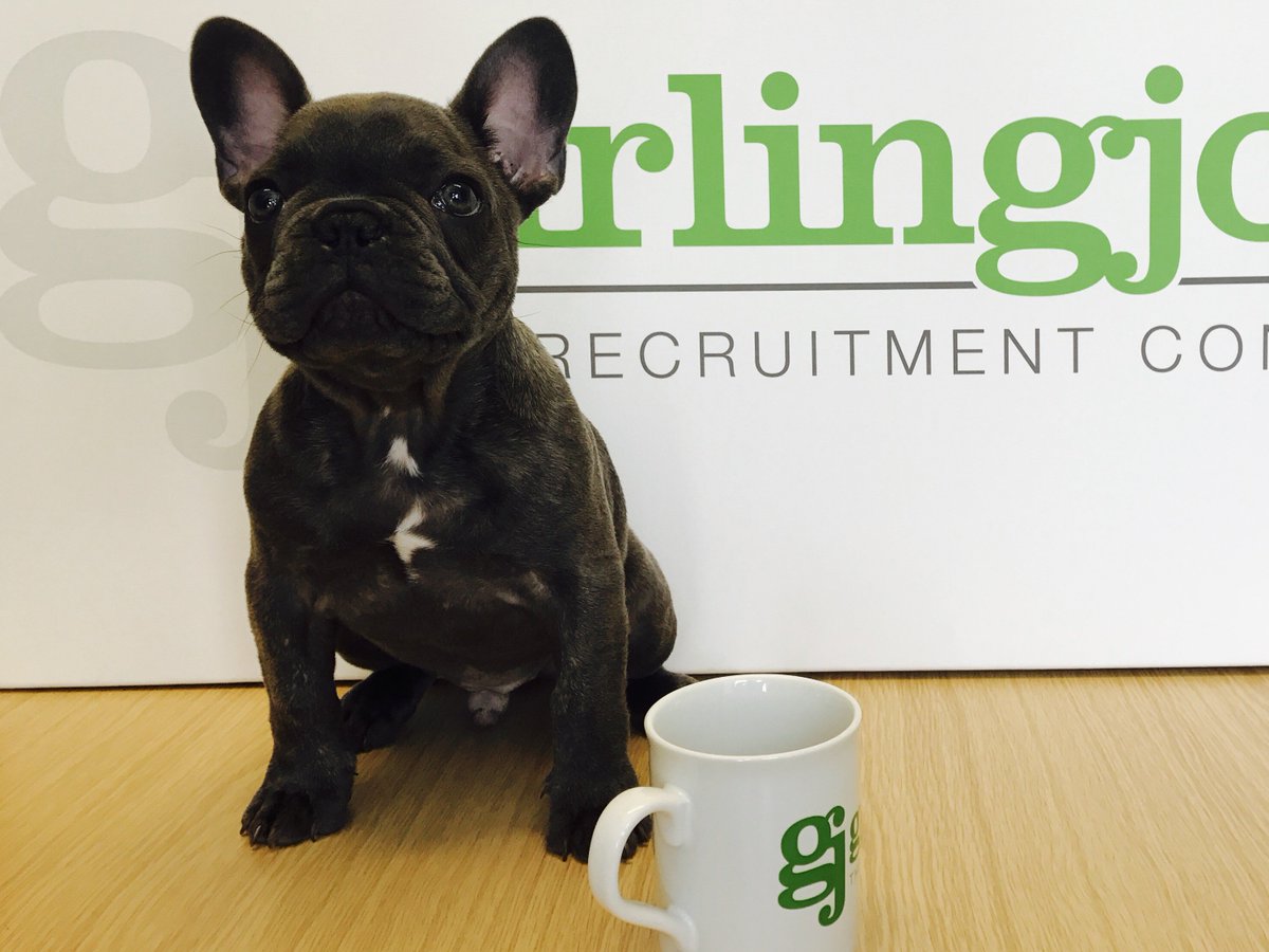 GJBuildCivils's tweet photo. We would like to welcome our latest recruit, Rocco, who will be on hand for all your bone related queries! https://t.co/4poTq55oSl