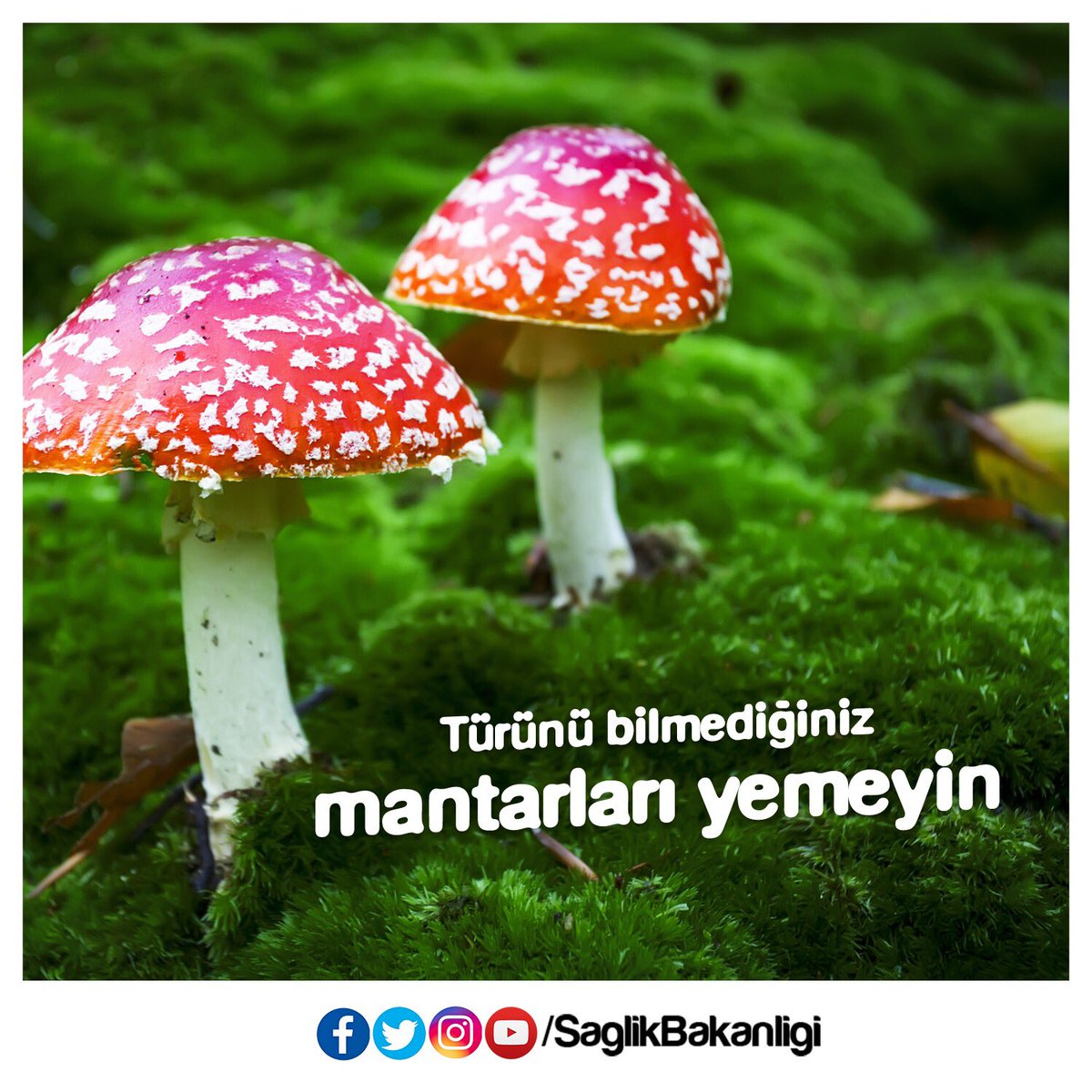 T.C. Sağlık Bakanlığı tweet media