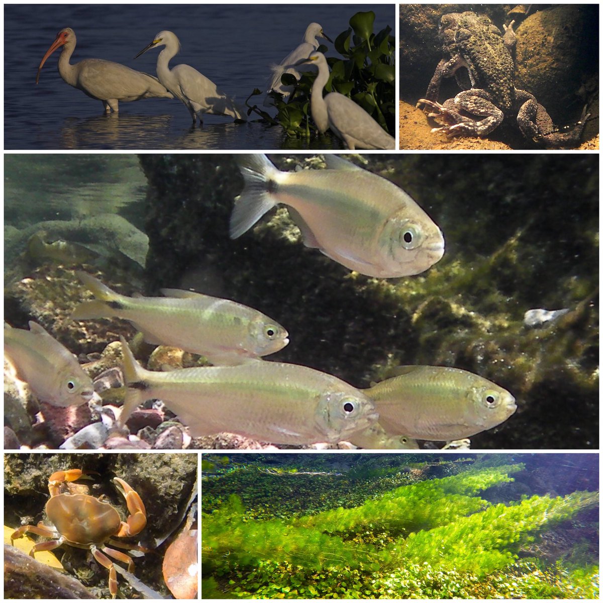 TopiltzinCM's tweet photo. Feliz #DiaMundialdelaBiodiversidad Happy #WorldBiodiversityDay @GobiernoMorelos @FW_Conservation @SDS_Morelos @coesbio @AnpSds @IUCN https://t.co/YbFYZ9aORg