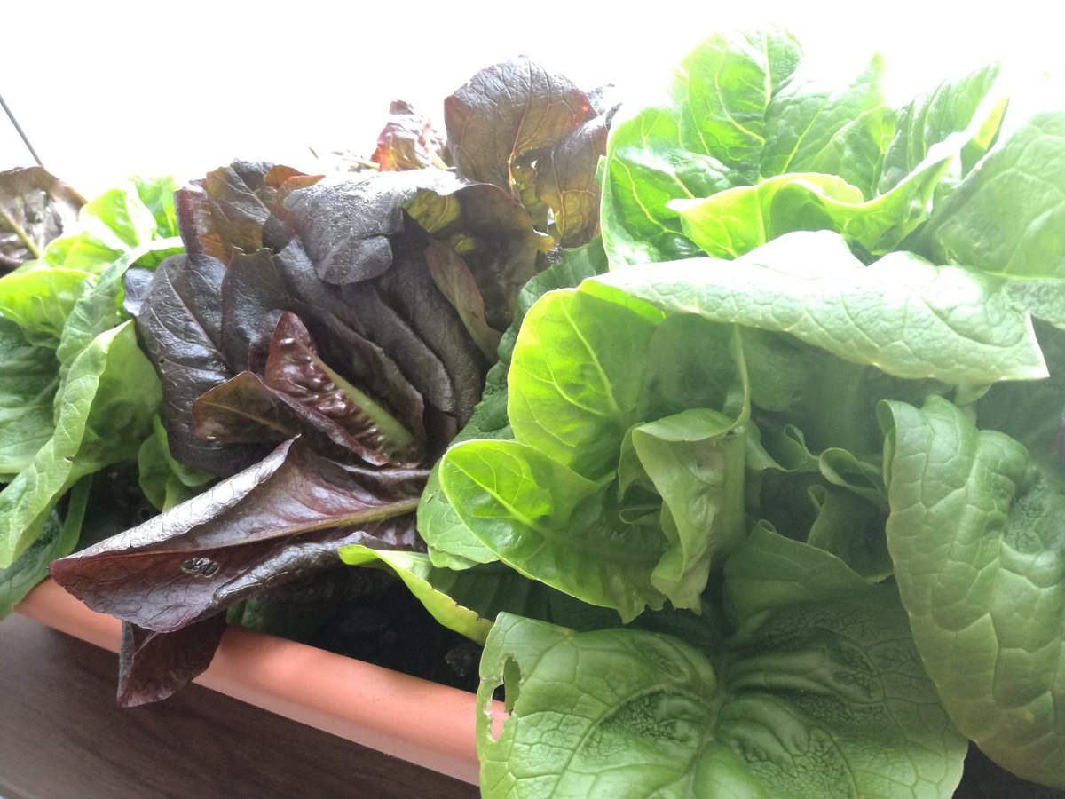 Thank you <a href="/KirkleyHall/">Kirkley Hall</a> <a href="/NorthlandColl/">Northumberland College</a> It doesn't get fresher than this. #fresh #produce #homegrown #vegetables