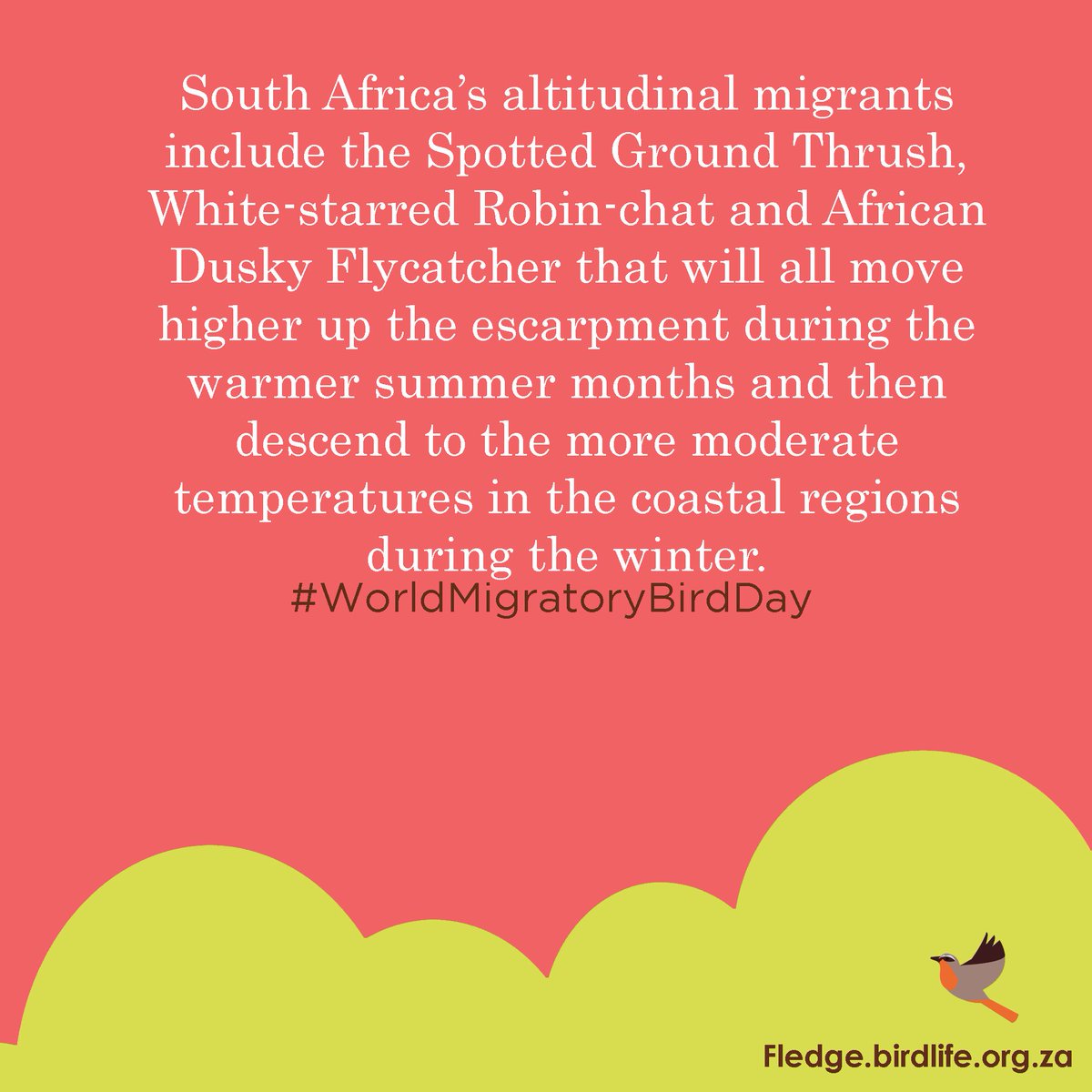 Fledge_SA's tweet image. #WorldMigratoryBirdDay #31DayChallenge