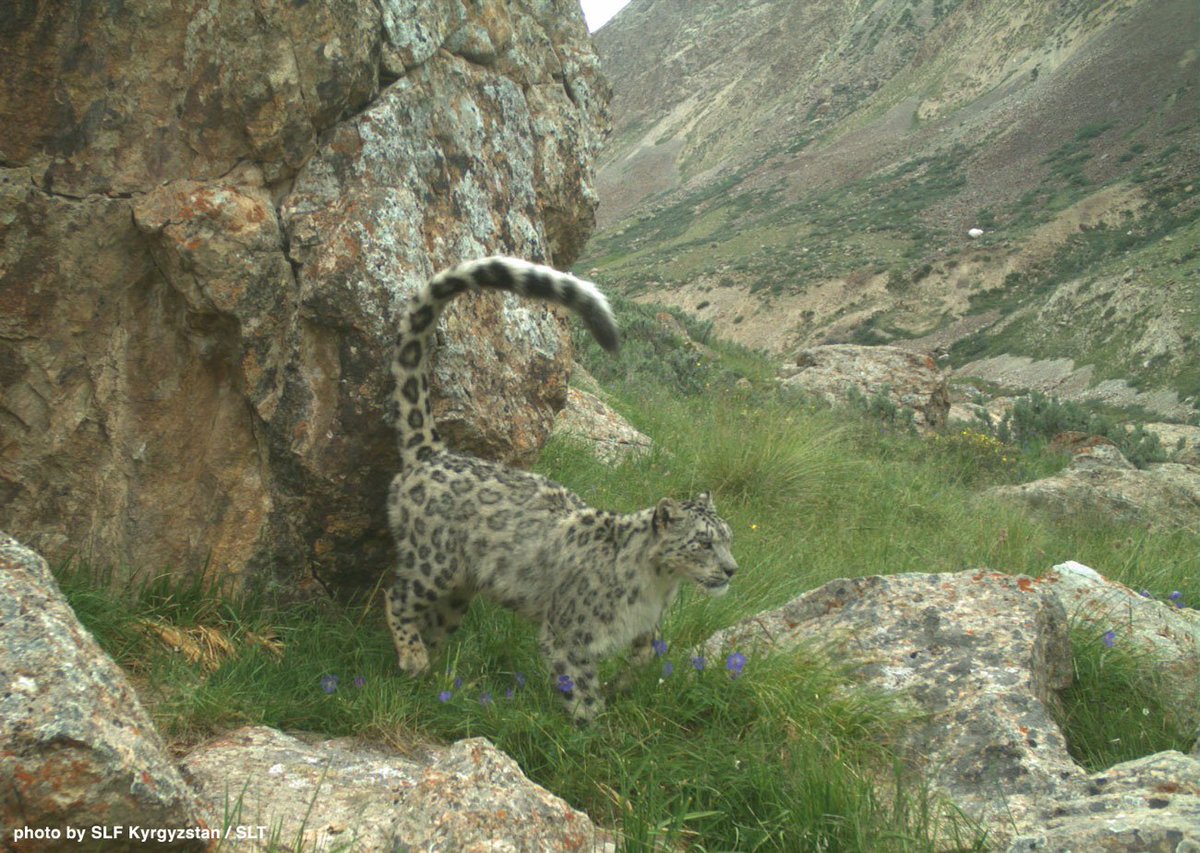 snowleopards's tweet photo. To protect #Biodiversity, we must protect all organisms, big &amp; small, charismatic &amp; unassuming. The #snowleopard represent them! #IBD2017 https://t.co/OzEE2uimZf
