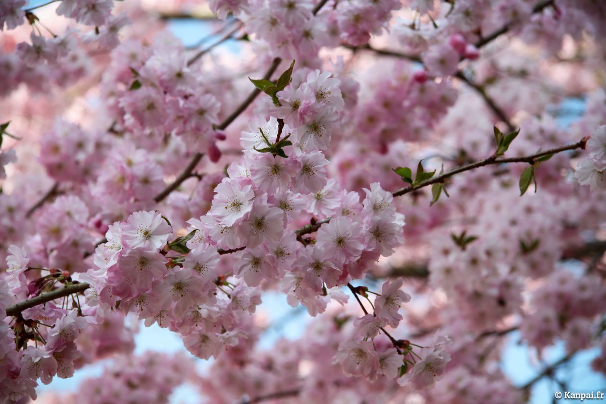 Dormeuil's tweet photo. New on the blog ! Learn more about KIBOU311... https://t.co/6jP8ZAILKm 
#KIBOU311 #blog #article #sakura #sakuratrees #hope #japan https://t.co/yj7lv9r8dD