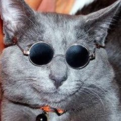 PacksToMe's tweet image. 🌼Icons de Gatinhos🌼

》RT se salvar》
》FAV se gostar》
》Créditos se usar《/duda