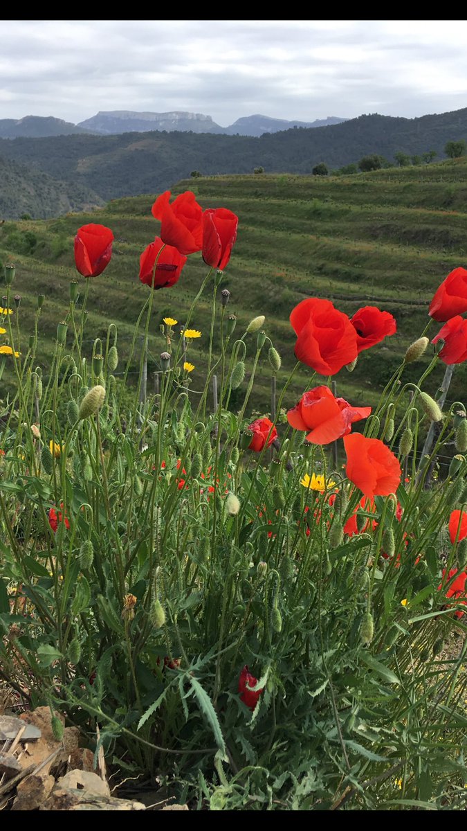 ZoltanCsabaNagy's tweet photo. Hoy empieza #EspaiPriorat17 ! Descubrir esta tierra única por sus vinos y si gastronomía es un verdadero lujo. https://t.co/eyBMsARuvf