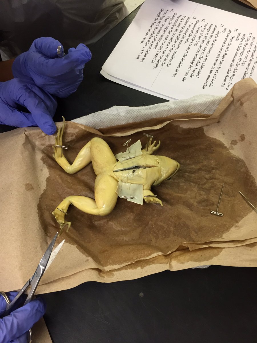 BuengerSarah's tweet photo. Frog dissections in 7th grade science! #wjhchat #frogdissections @Brooks4Science https://t.co/TFUXx6F6MJ