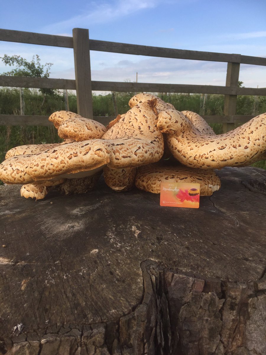 Any idea what type of fungus this is? #fungus #fungii