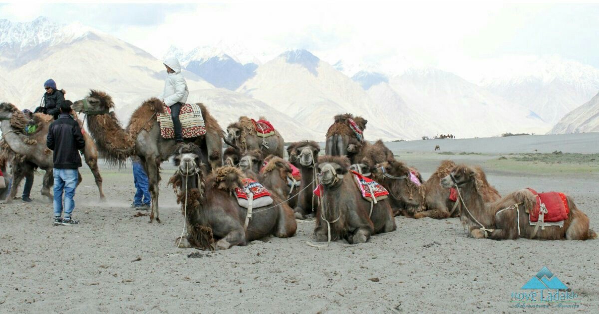 ladakhexcursion's tweet photo. #Double-humped or the Bactrian Camel is a critically endangered species. A small population of camel exists in the NubraValley. #roveladakh https://t.co/THrme2zKMj
