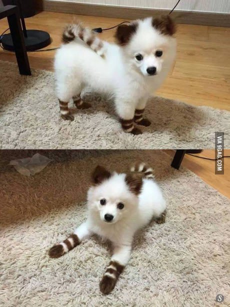 Perritos_Tw's tweet photo. Alguien sabe que raza es este perrito? https://t.co/YXFizC337O