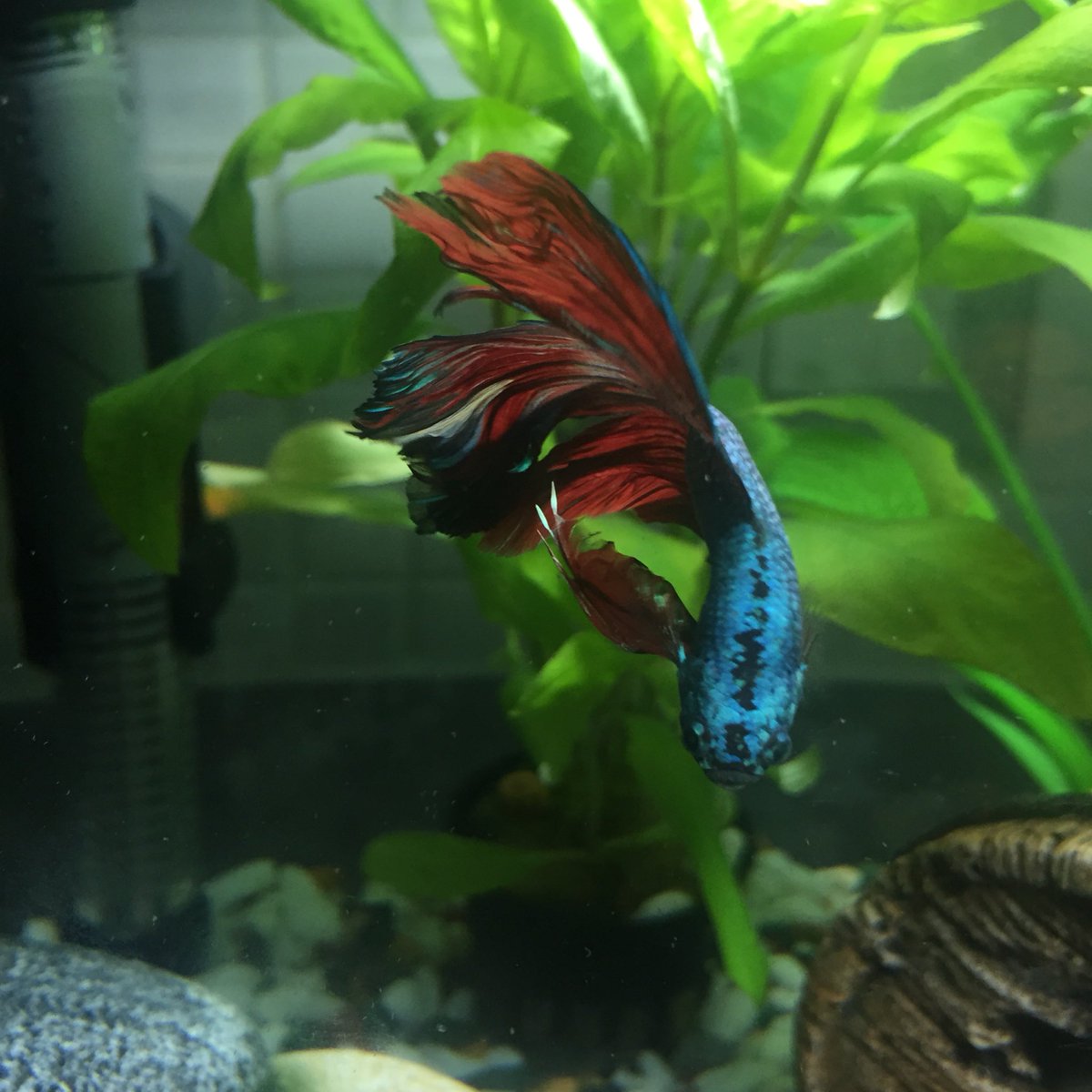 AndreZuccarello's tweet photo. Always looking beautiful and vibrant no filter needed #beautifulbetta #bettafish #andrezuu https://t.co/omerY4CqYl