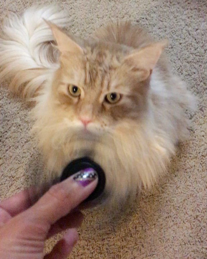 daveinspeare's tweet photo. Why is this a big deal right meow?!?! #fidgetspinner #DaVinciTheMaineCoon #mainecoon #catsofinstagram #CatsofDalla… https://t.co/Mu4yMyhAWJ https://t.co/yIiJnlT6nx