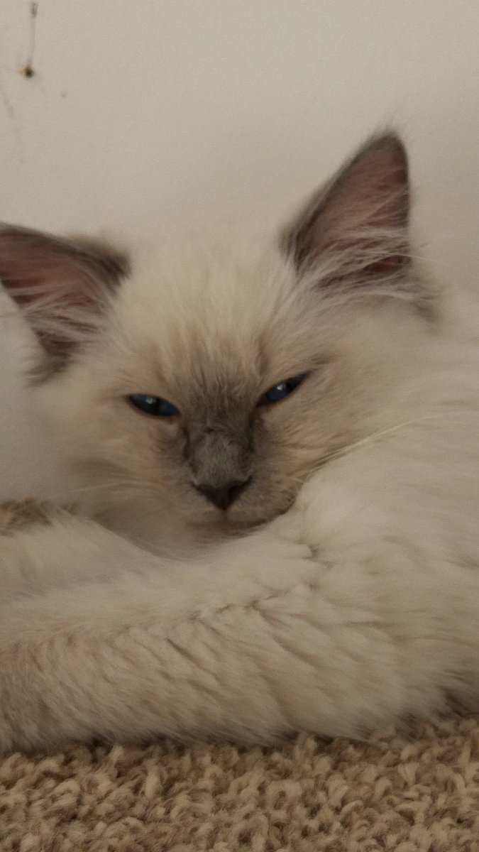 fannywaxer's tweet photo. My brothers beautiful kitten luna @LunaInTheDales #prettykitten #hesgot2 https://t.co/x3l6TPQ8h5