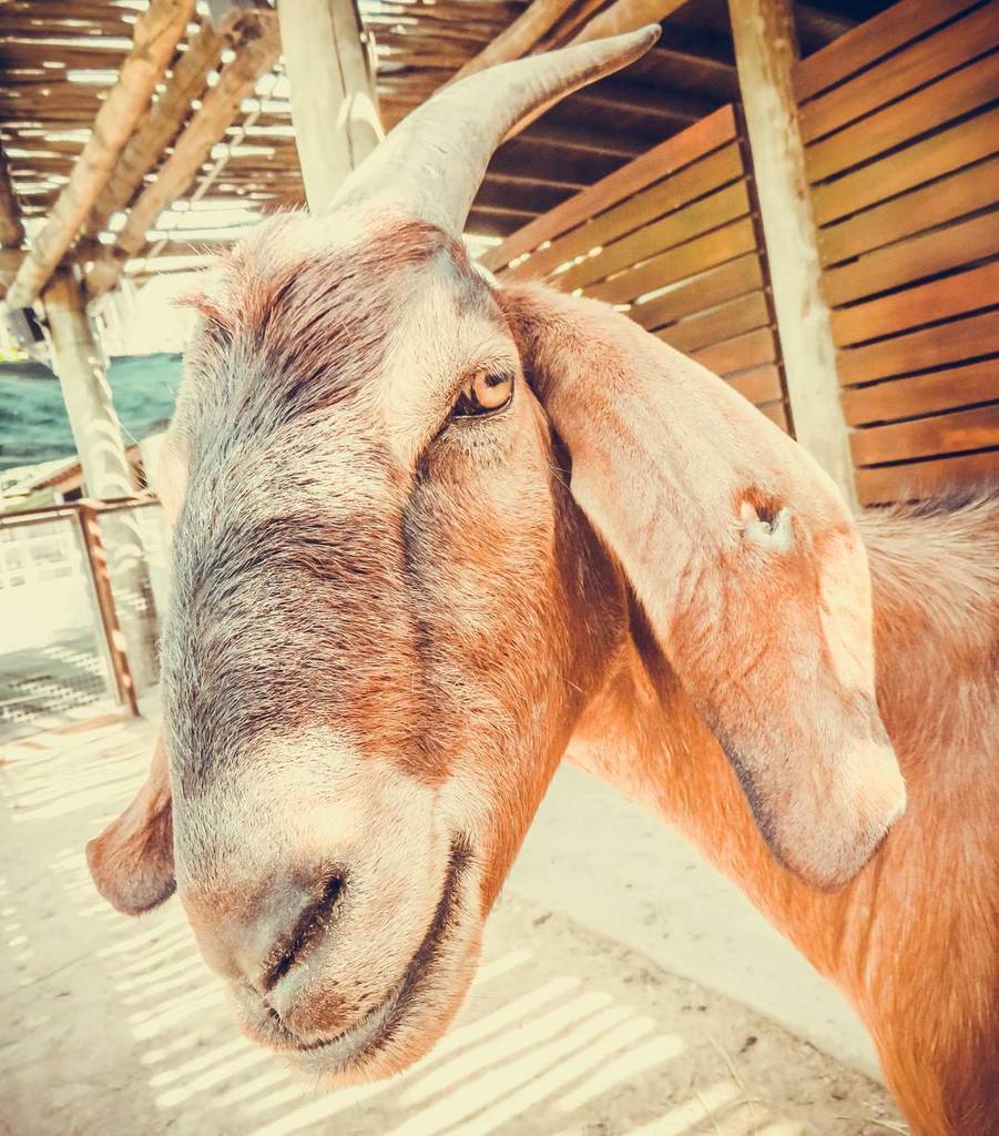 grobledo's tweet photo. 🐐☺ #temaiken #photooftheweek #photooftheday #goprolab #igers #igersargentina #goprooftheday #escobar #goat #cabra https://t.co/om29ILdNIJ https://t.co/jKXWxgxW69