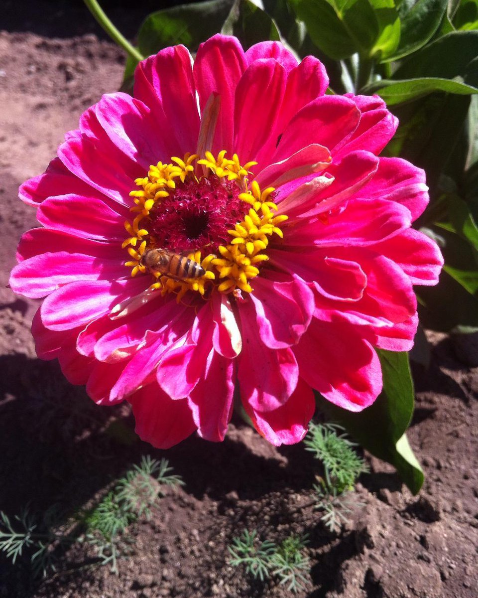 jazamango's tweet photo. Los colores y sabores más auténticos e intensos de #BajaSur los encuentras en #Jazamango. ¡Te esperamos durante la semana! https://t.co/CIb3evTLDn