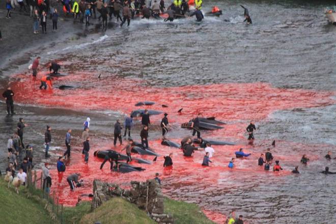 Seasaver's tweet photo. Why would anyone visit @FaroeIslandsfo? A place where they turn the sea red with the blood of whales &amp; take selfies https://t.co/pwHwUpgK7h https://t.co/DwEblvlD6m