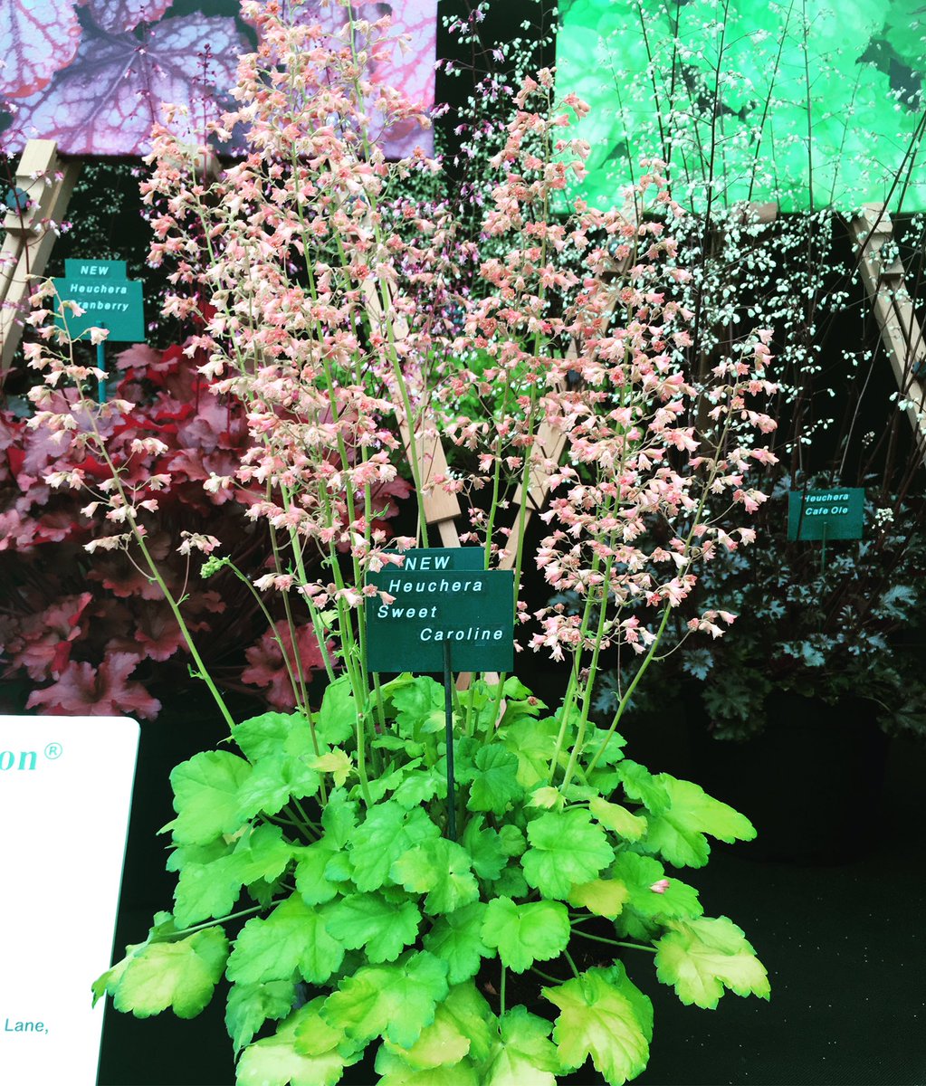 Plantheritage's tweet photo. Fabulous educational display from @plantagogo this year at #Rhschelsea &amp; new salmon pink Heuchera 'Sweet Caroline' looking lovely #natcoll https://t.co/cEexxWnZxd