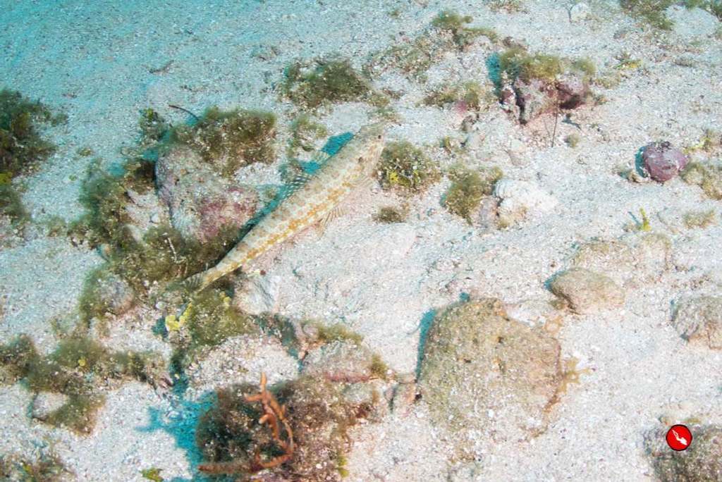 dldadventures's tweet photo. Bluestriped Lizardfish
#dldadventures #Bluestriped #BluestripedLizardfish https://t.co/XoYJogWKJF