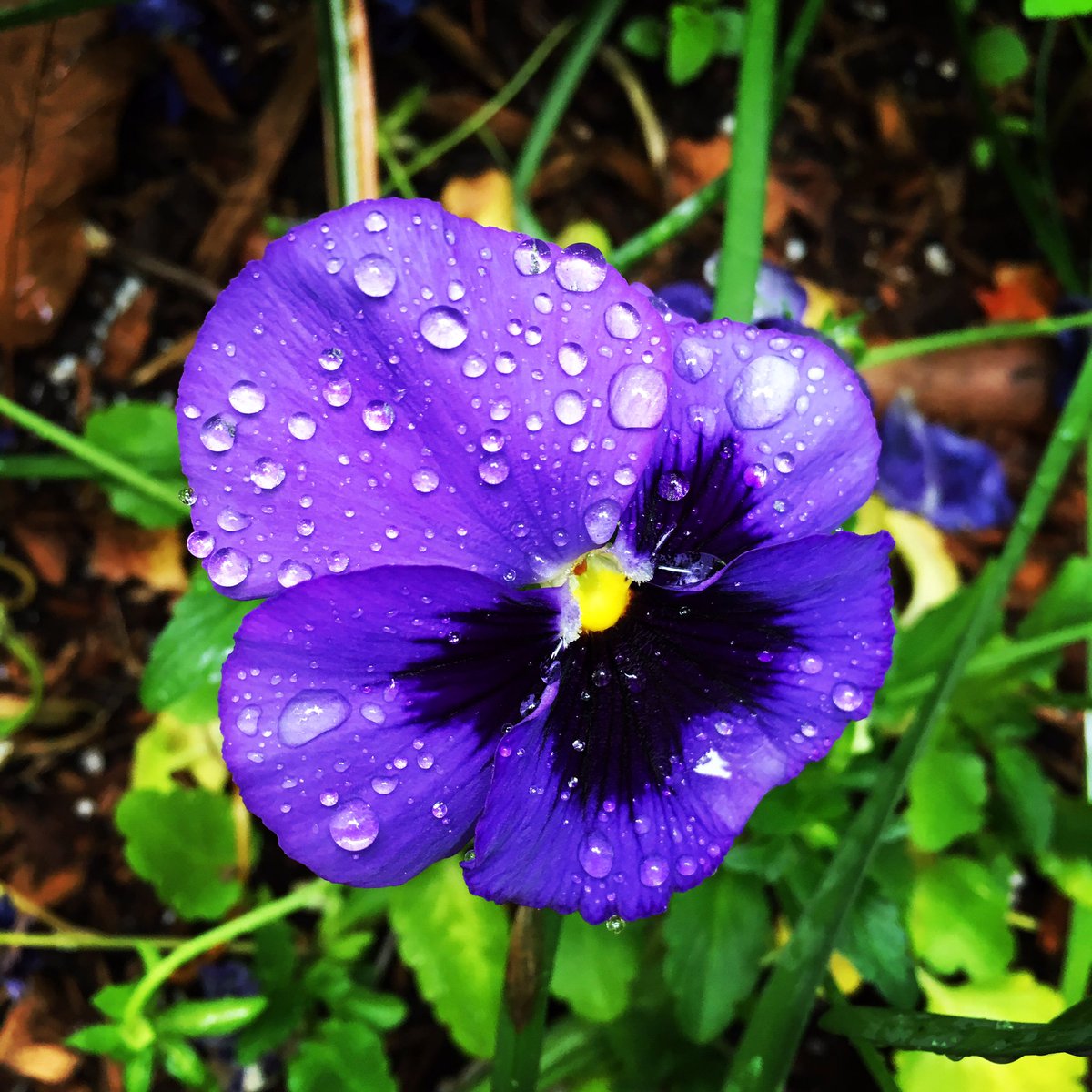 sarampines's tweet photo. Wet morning @CentralParkNYC @My_Cen_ParkNYC @centralparkwalk @nycfeelings @NYC #Iloveny #flowers #walk2work #nycpix https://t.co/Bg4Kli6nE4 https://t.co/jTPSq927rf