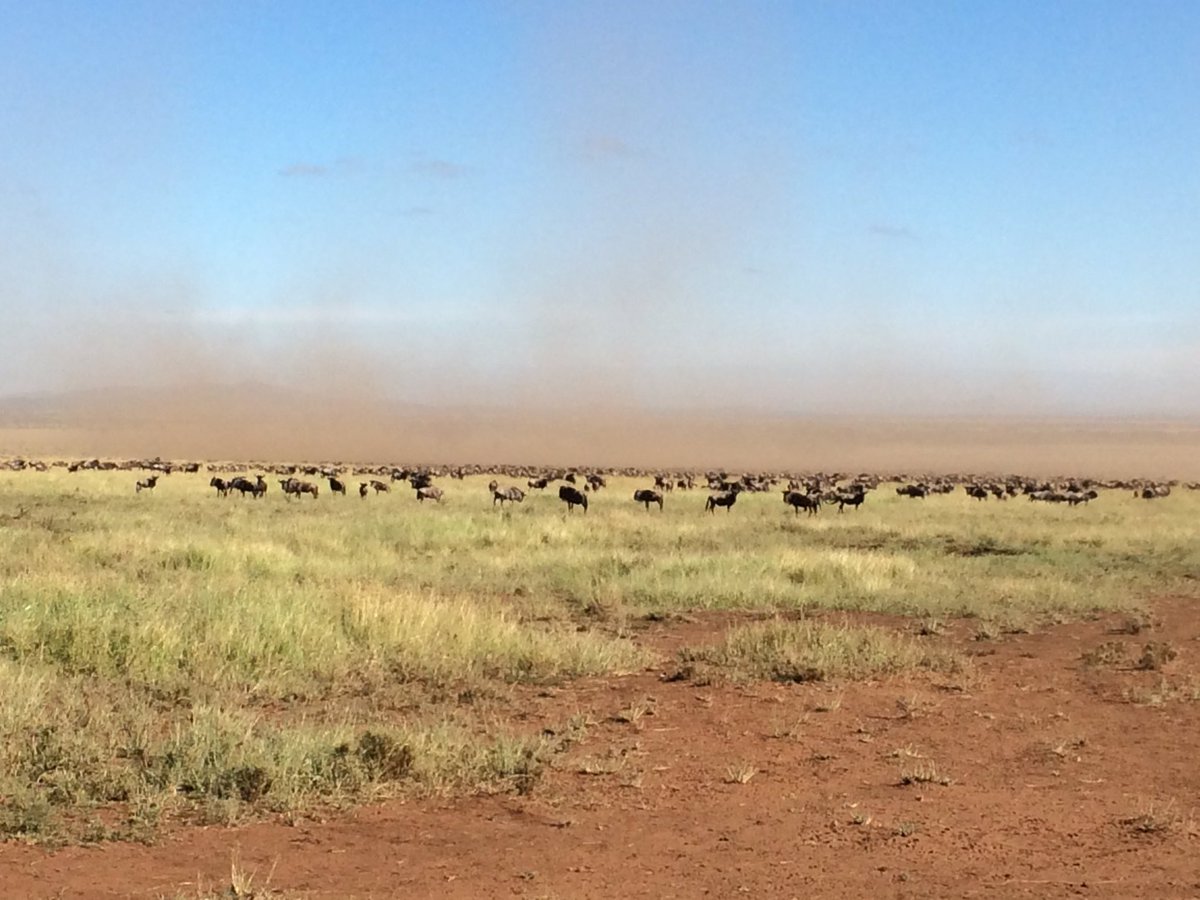 Vast dust clouds created by the volumes of #Wildebeest in the #greatmigration! <a href="/SoroiSerengeti/">Serengeti Soroi</a> <a href="/MbaliMbaliTz/">Mbali Mbali Lodges and Camps</a> #serengeti #safari #migration