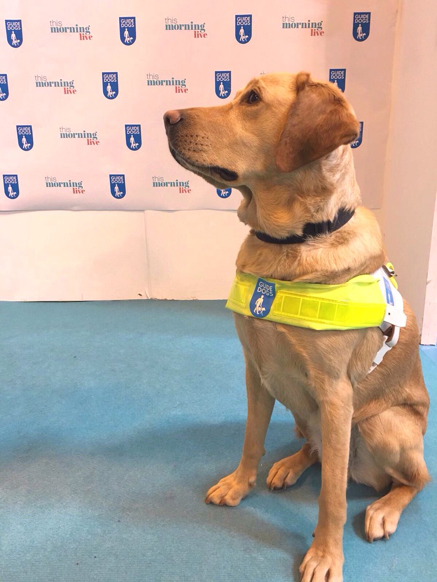 TheGuidePuppy's tweet photo. The qualified guide dog look is really working for me, don't you think? π β C π #CloversBack #TMLive https://t.co/1giS380mXN