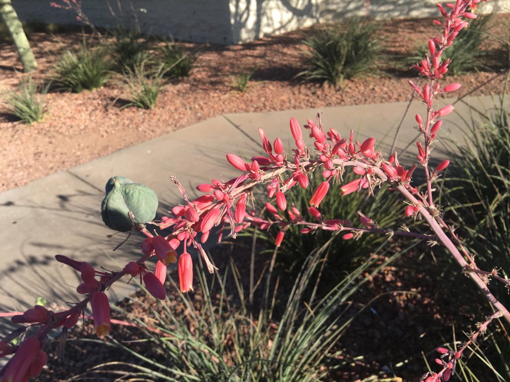 SunFoundation's tweet image. Sunlighters are in Phoenix today for TransparencyCamp Arizona! Follow @tcampDC for updates, & #tcampAZ for insights & ideas from the campers
