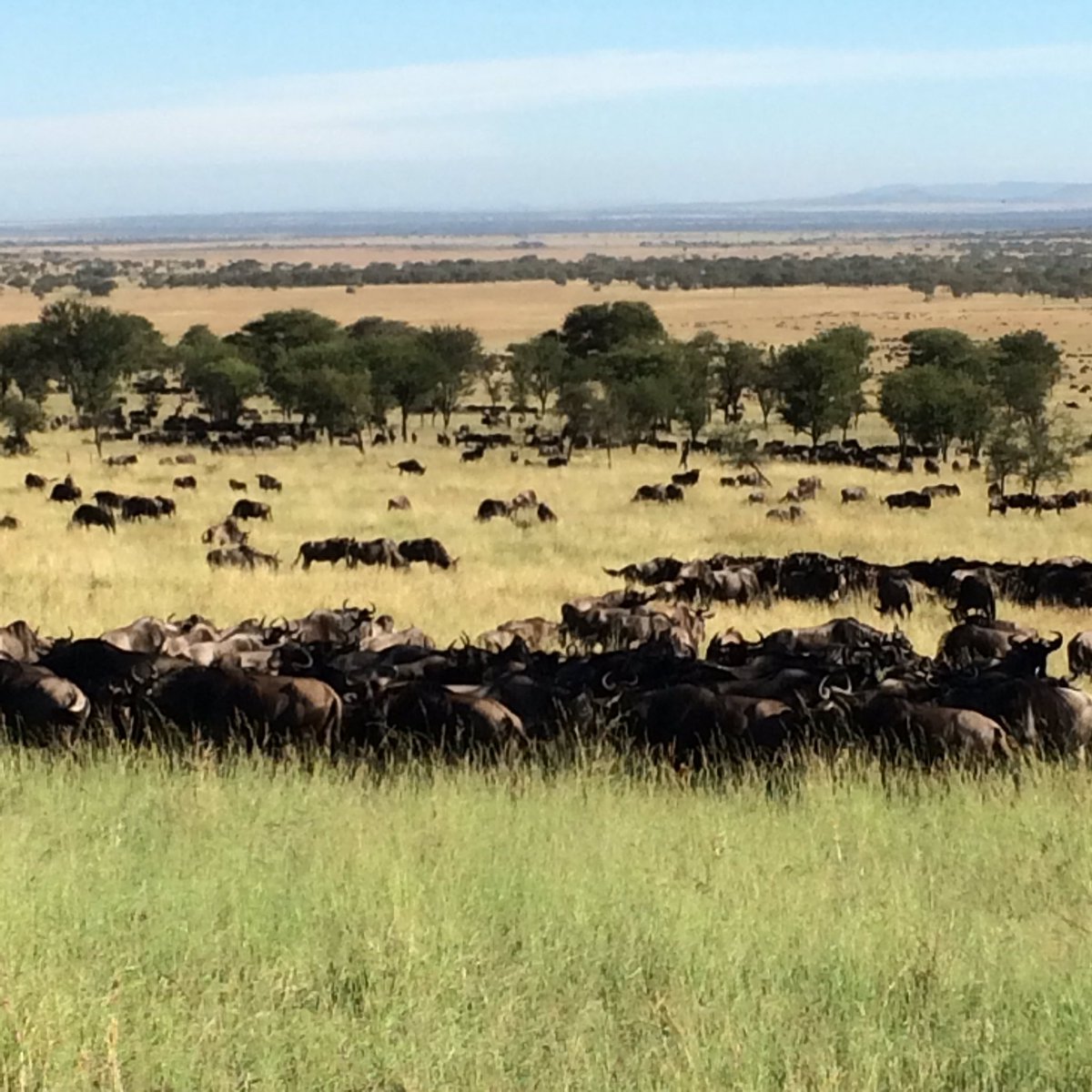 Amazing to see the #greatmigration passing by <a href="/SoroiSerengeti/">Serengeti Soroi</a> in the #musabiplains! <a href="/MbaliMbaliTz/">Mbali Mbali Lodges and Camps</a> <a href="/Go2Tanzania/">Go2Tanzania</a> <a href="/Go2Africa/">Go2Africa</a> #safari #tanzania