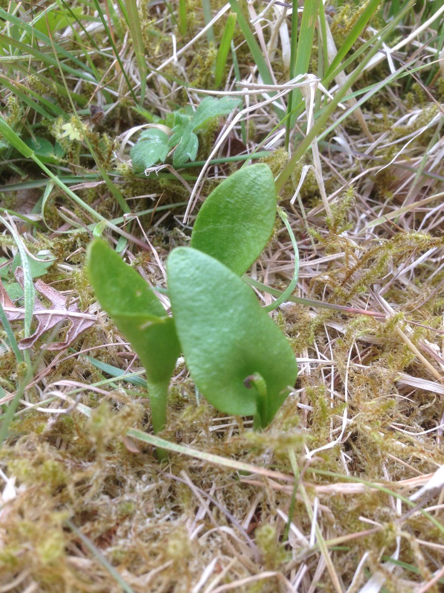durhambotany's tweet photo. Just like waiting for a bus, none for ages then almost a field full - adderstongue fern, Ophioglossum vulgatum, near Derwent Reservoir https://t.co/V35yoDLyVi