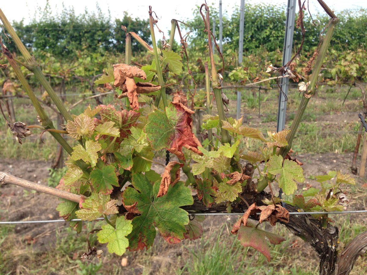 ldeliere's tweet photo. La #Vigne redémarre tout doucement après les ravages du #gel sur #resintbio @Inra_BdxAqui @Dephy_Ecophyto #cepagesresistant #Oscar https://t.co/Tmk6H0brHw