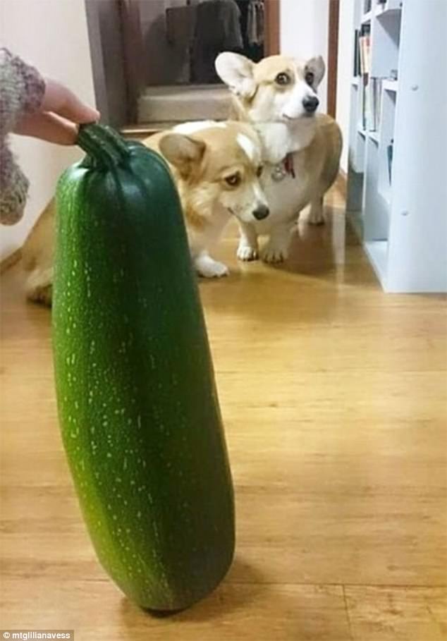 PoppyandRufus's tweet photo. Reasons why some #dogs need their #comfort blankets... These corgis don't seem to like the courgette standing in front of them! #Cute #Funny https://t.co/bZAkzhKabR