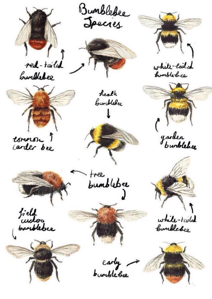 apimondia's tweet photo. There are over 25,000 known species of #bees https://t.co/F3t0JNnGZG #pollinators #WorldBiodiversityDay https://t.co/A0qNwmd9fo