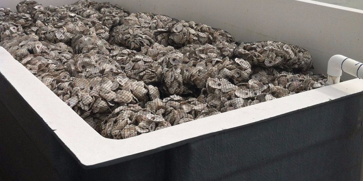 dumpstersdotcom's tweet photo. Learn how @VCURiceRivers is using dumpsters to recycle oyster shells. https://t.co/yNARRPt6YO https://t.co/zRahn88Keh
