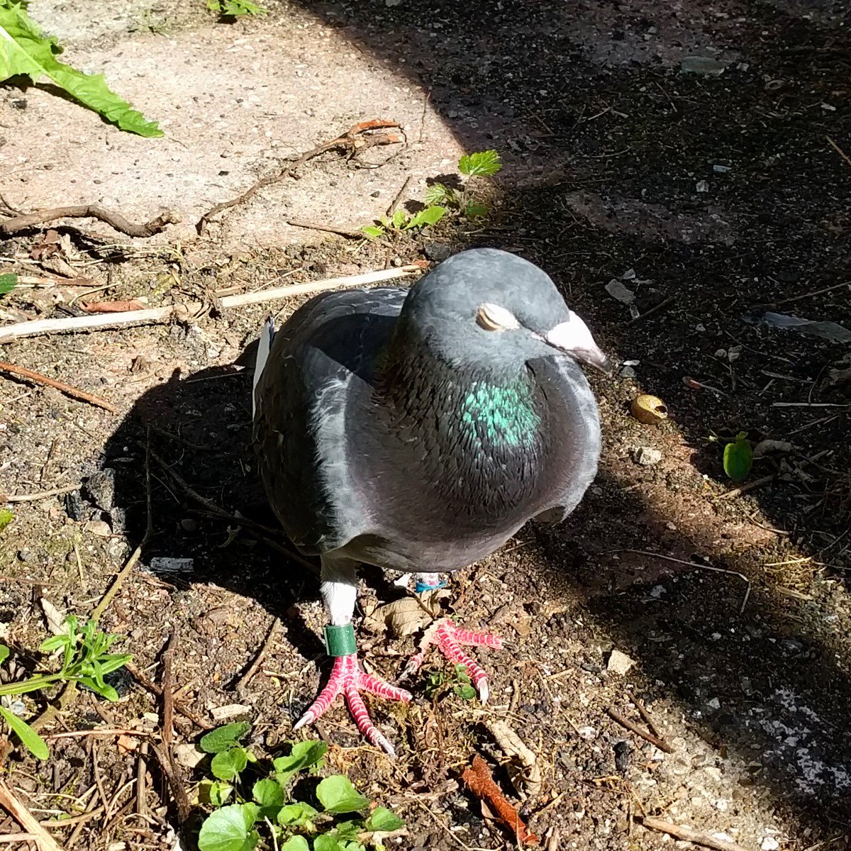 Pigeon keeps trying to walk into house, is very calm, makes no sounds. Has two tags, not seen it fly. Someone's pet? What to do? RG2. #rdguk