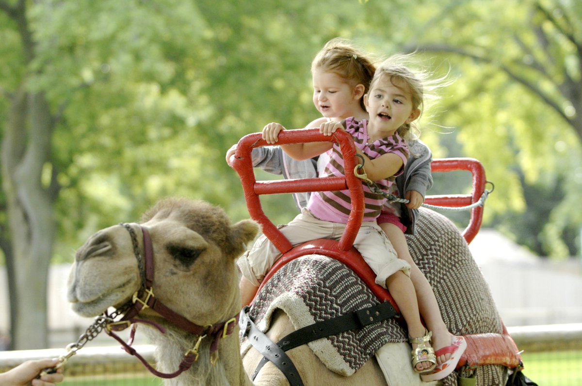 We couldn’t wait until #HumpDay to share the news – #Camel Rides at the Zoo start on Saturday, May 27! ow.ly/Fm6K30bWdCZ